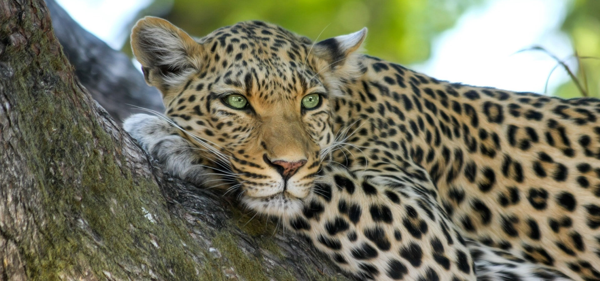 South Luangwa Hero Banner