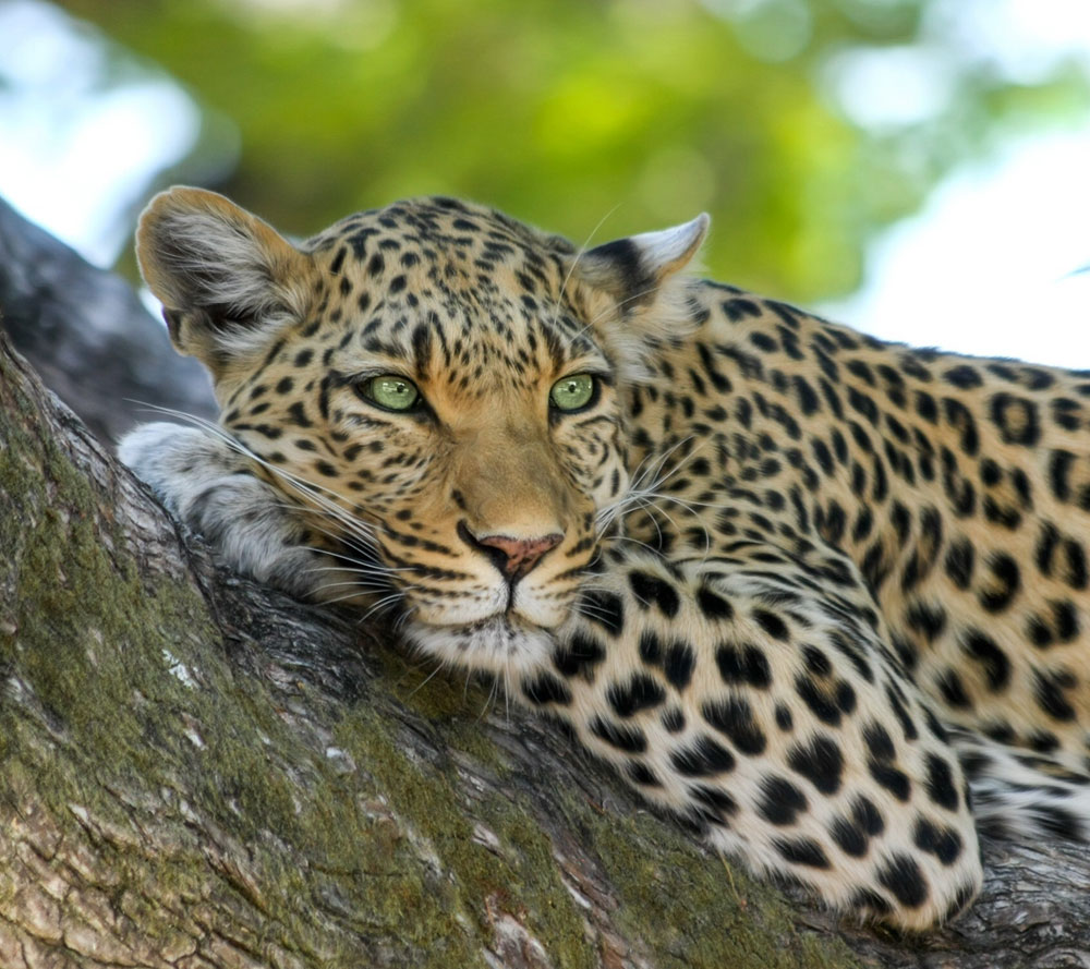 South Luangwa Hero Banner