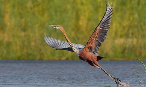 South Luangwa Bird Gallery