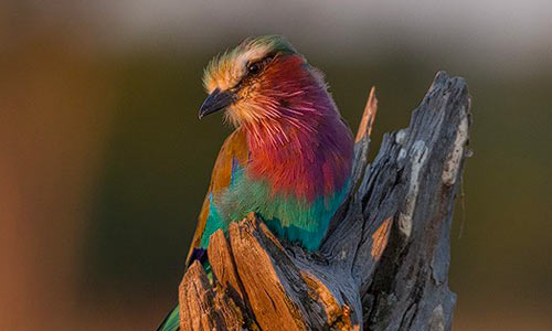 South Luangwa Bird Gallery