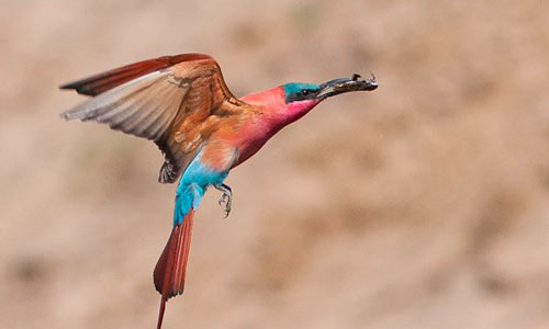 South Luangwa Bird Gallery