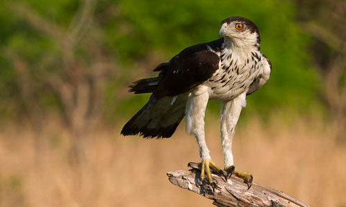 South Luangwa Bird Gallery