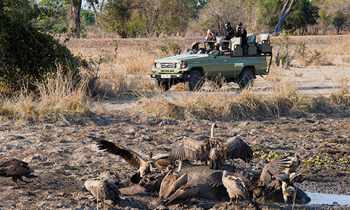 Safaris Gallery Thumbnail