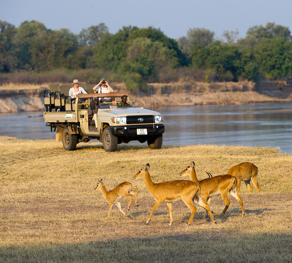 walking safaris